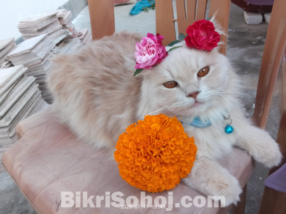 পার্সিয়ান ছেলে বিড়াল